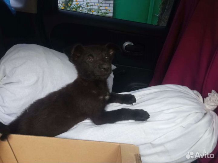 Щеночки в добрые руки девочки