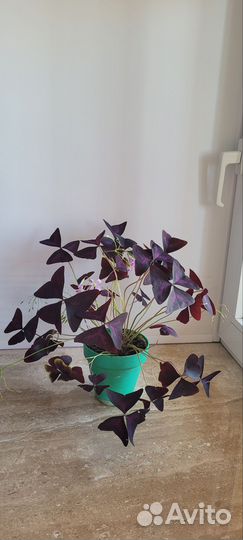 Баттерфляй