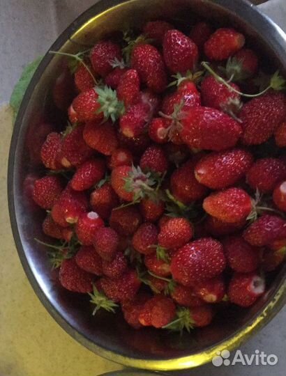 Клубника ремонтантная