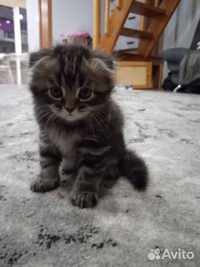 Котенок девочка в добрые руки