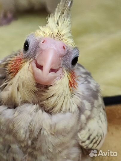 Попугай корелла птенцы ручные