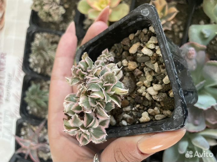 Суккуленты