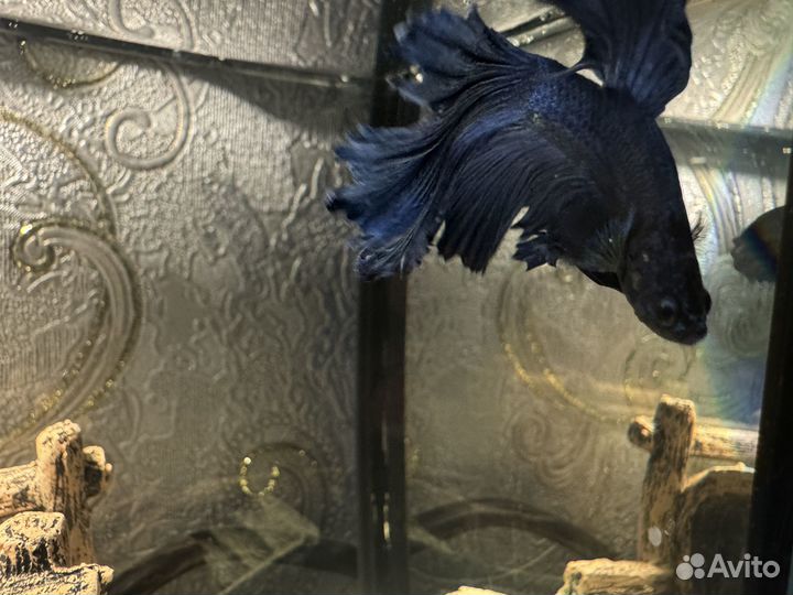 Рыба петушок халфмун самец