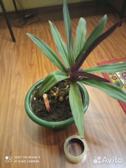 Домашние растения