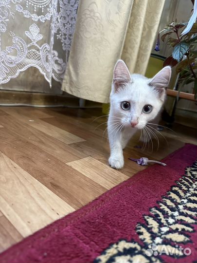 Пристраиваю котика