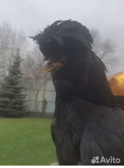 Сибирская Мохноножка русская порода кур