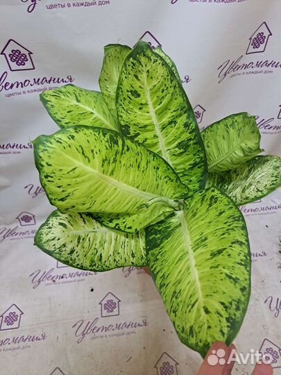 Диффенбахия, Алоказия, Папоротники и др