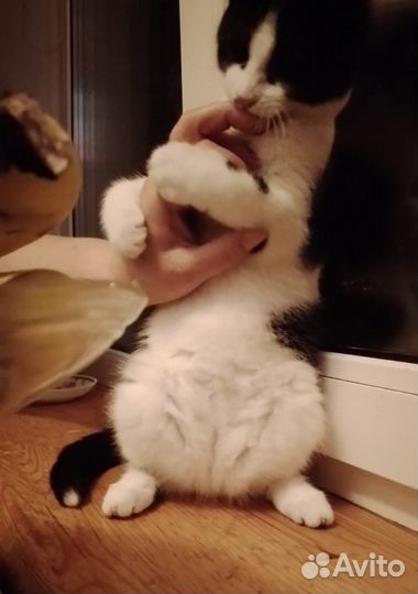 Кошки в добрые руки