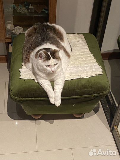 Кошка в добрые руки