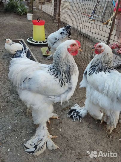 Молодые петухи Брама