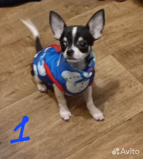 Жилетка для маленьких собак
