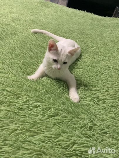 Белый котенок девочка в добрые руки