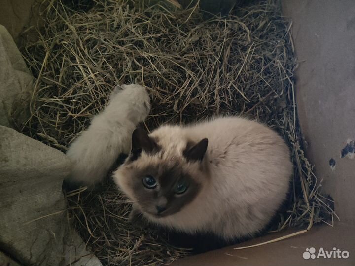 Сиамские котята