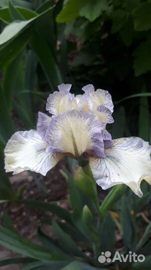 Ирис,гейхеры,хосты