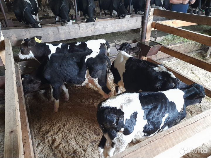 Телята бычки на откорм бесплатная доставка