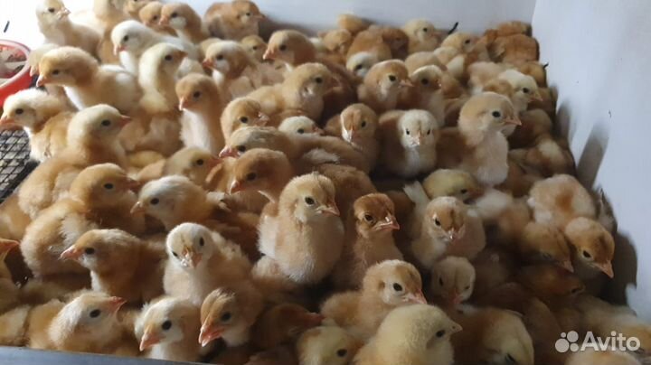 Продаем цыплят