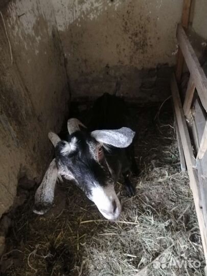 Коза дойная молочная