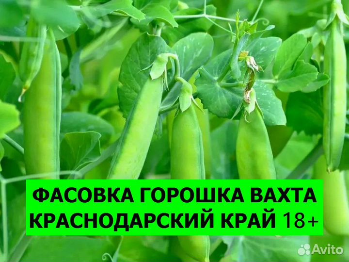 Фасовщик горошка вахта Краснодарский край