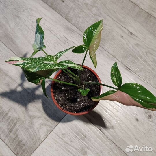 Сингониум Ред спот триколор