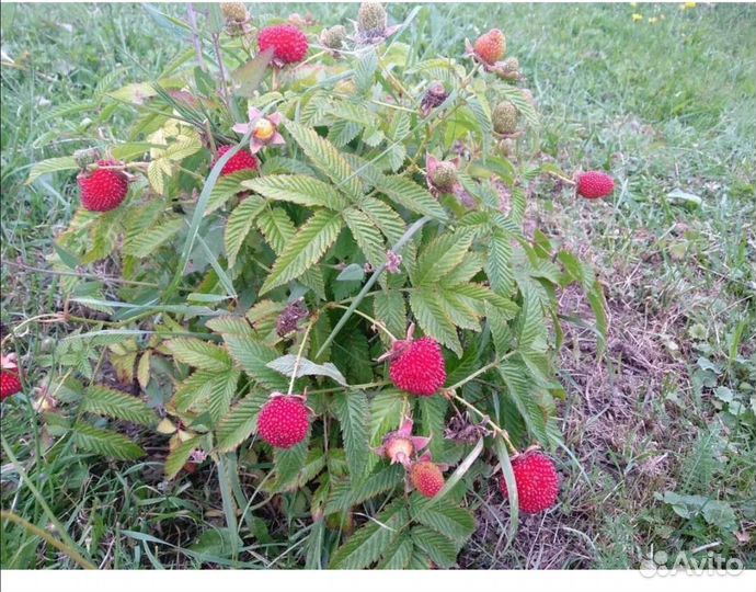 Тибетская малина саженцы, ежевика обычная
