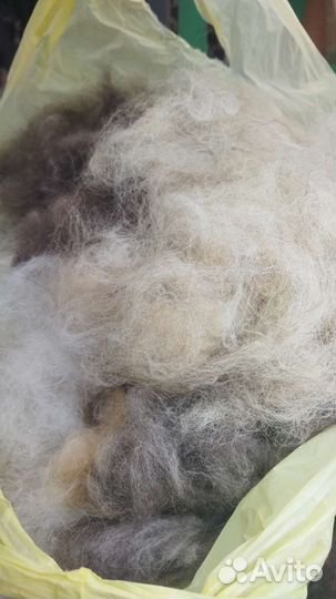 Собачий пух