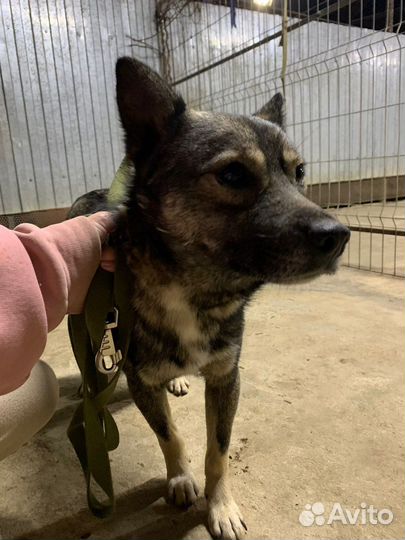 Собаки, спасенные из черного отлова