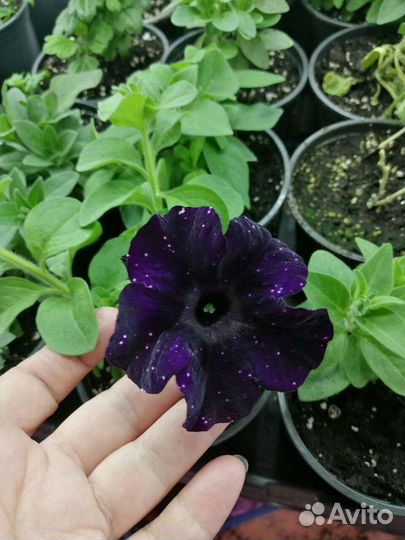 Калибрахоа, петуния