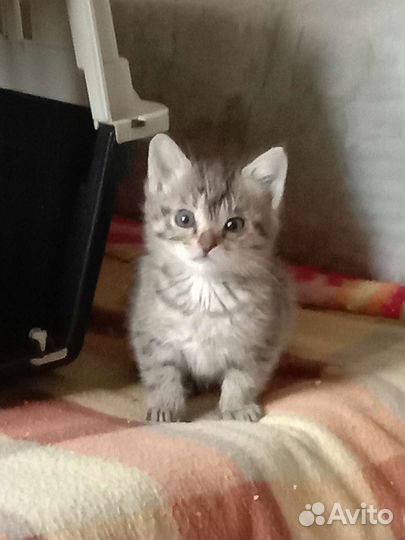 Котята в дар