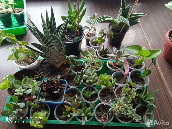 Суккуленты