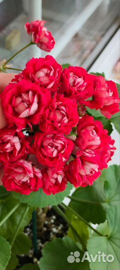 Пеларгонии сортовые