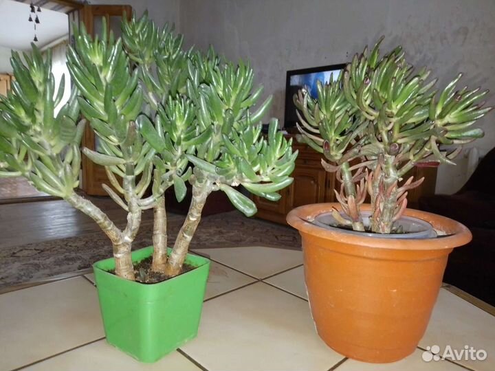 Красула хоббит