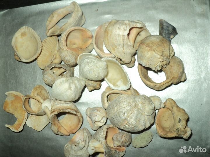 Морские ракушки и камни