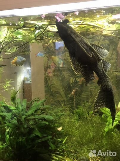 Сом парчовый,40 см