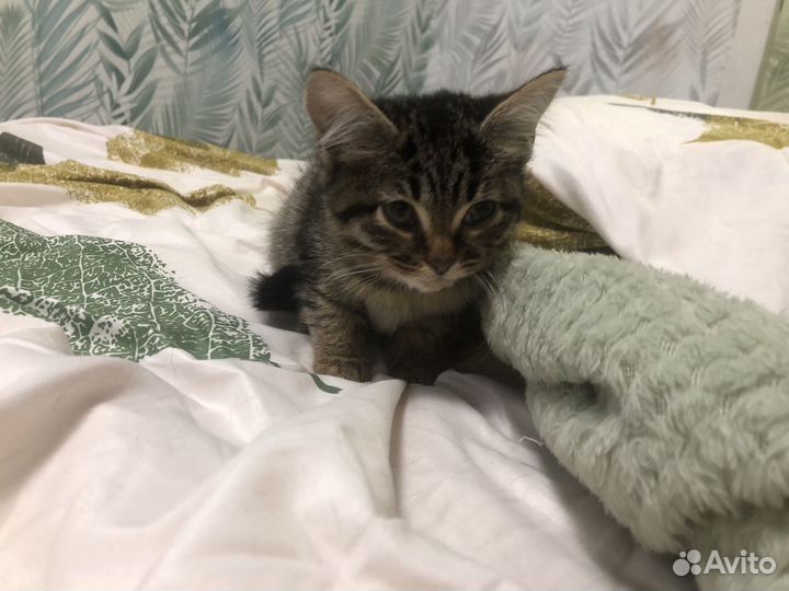 Котенок девочка в добрые руки