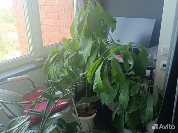 Авокадо дерево