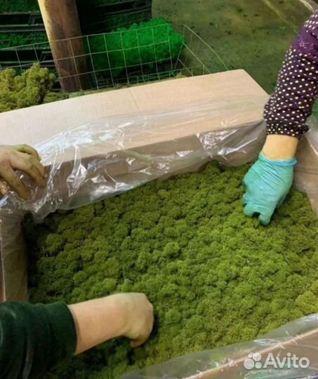 Мох ягель, пласт, кочка, фито панели