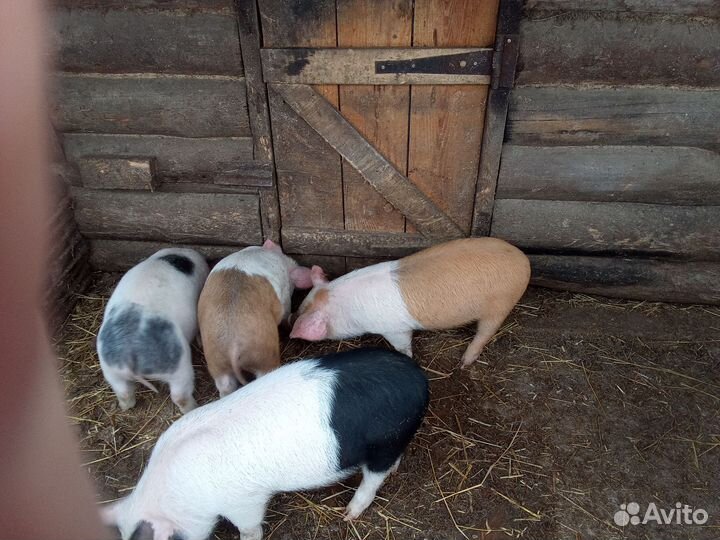 Домашние поросята