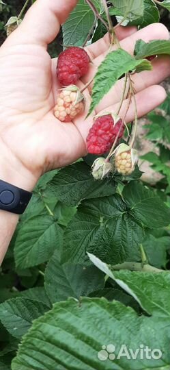 Саженцы малины и малина ремонтантная