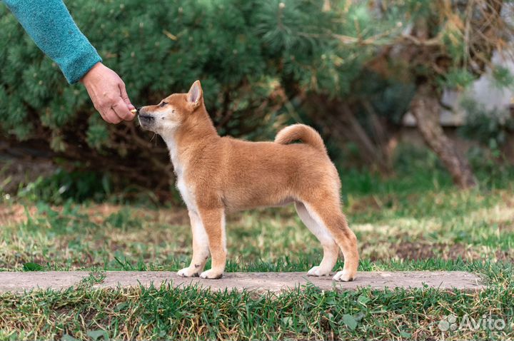 Щенки сиба ину