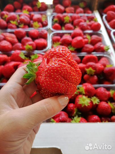 Рассада клубники Азия