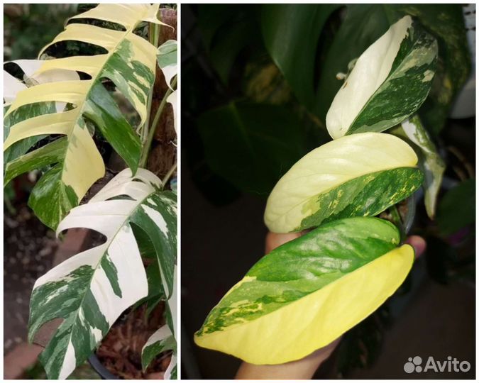 Хойи. Ароидные(монстеры, филы)