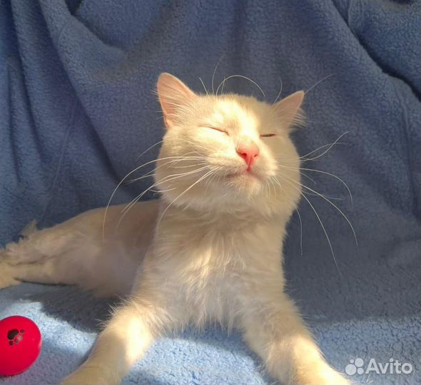 Котик в добрые руки