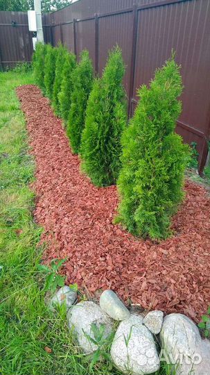 Кора сосны. Мульча