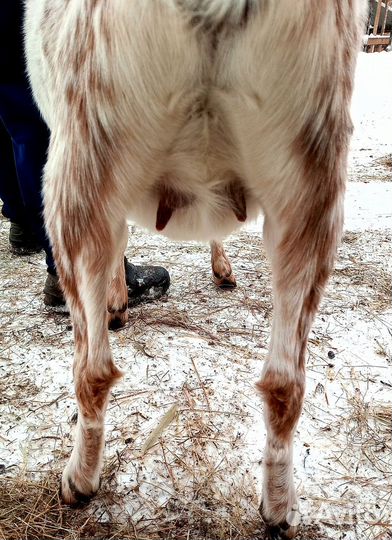 Козлики и козы Камори. Камерунские козлята