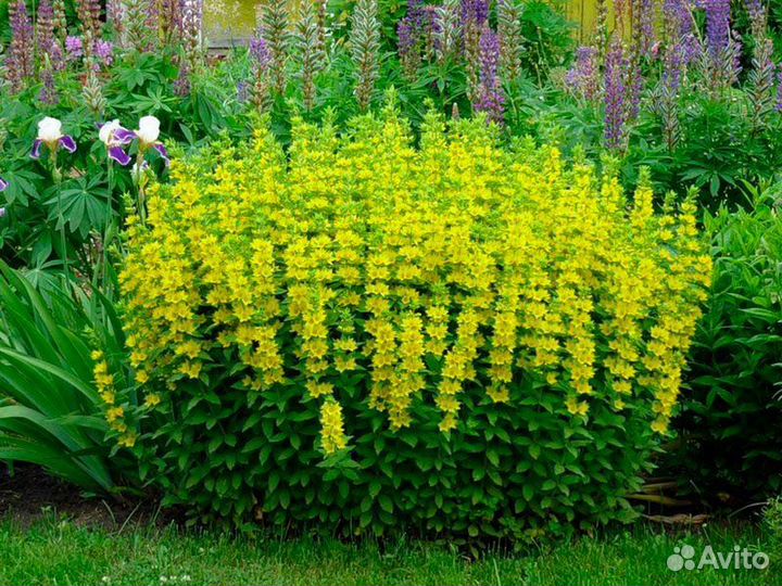 Фиалка садовая белая. Вербейники. Многолетники