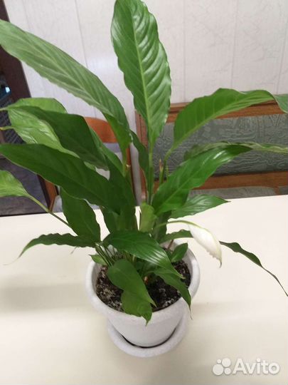 Спатифиллум