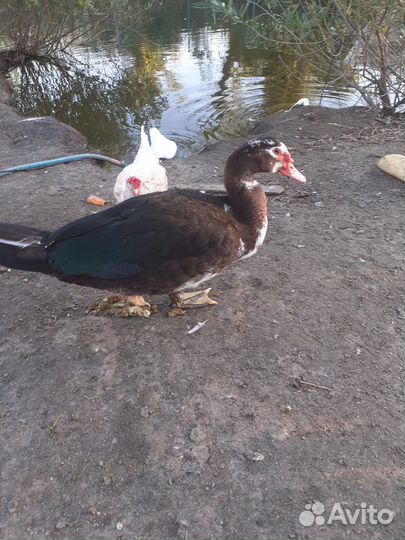 Мускусные утки тяжелые линии