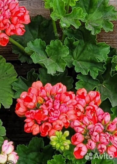 Пеларгония Red pandora