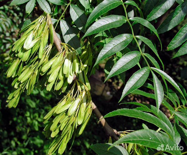 Ясень обыкновенный саженцы