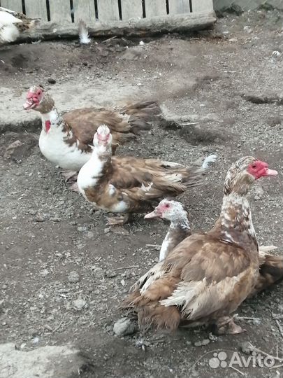 Индоутки молодые